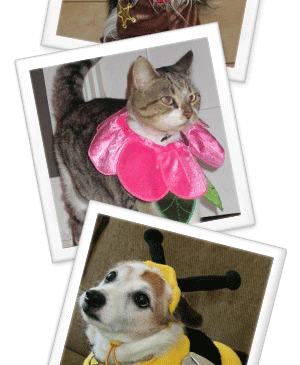 Pets in Costumes