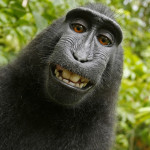 This 2011 photo provided by People for the Ethical Treatment of Animals (PETA) shows a selfie taken by a macaque monkey on the Indonesian island of Sulawesi with a camera that was positioned by British nature photographer David Slater. The photo is part of a court exhibit in a lawsuit filed by PETA in San Francisco on Tuesday, Sept. 22, 2015, which says that the monkey, and not Slater, should be declared the copyright owner of the photos. Slater has argued that, as the intellect behind the photos, he is the copyright owner since he set up the camera so that such a photo could be produced if a monkey approached it a pressed the button. (David Slater/Court exhibit provided by PETA via AP)