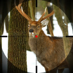 deer through scope