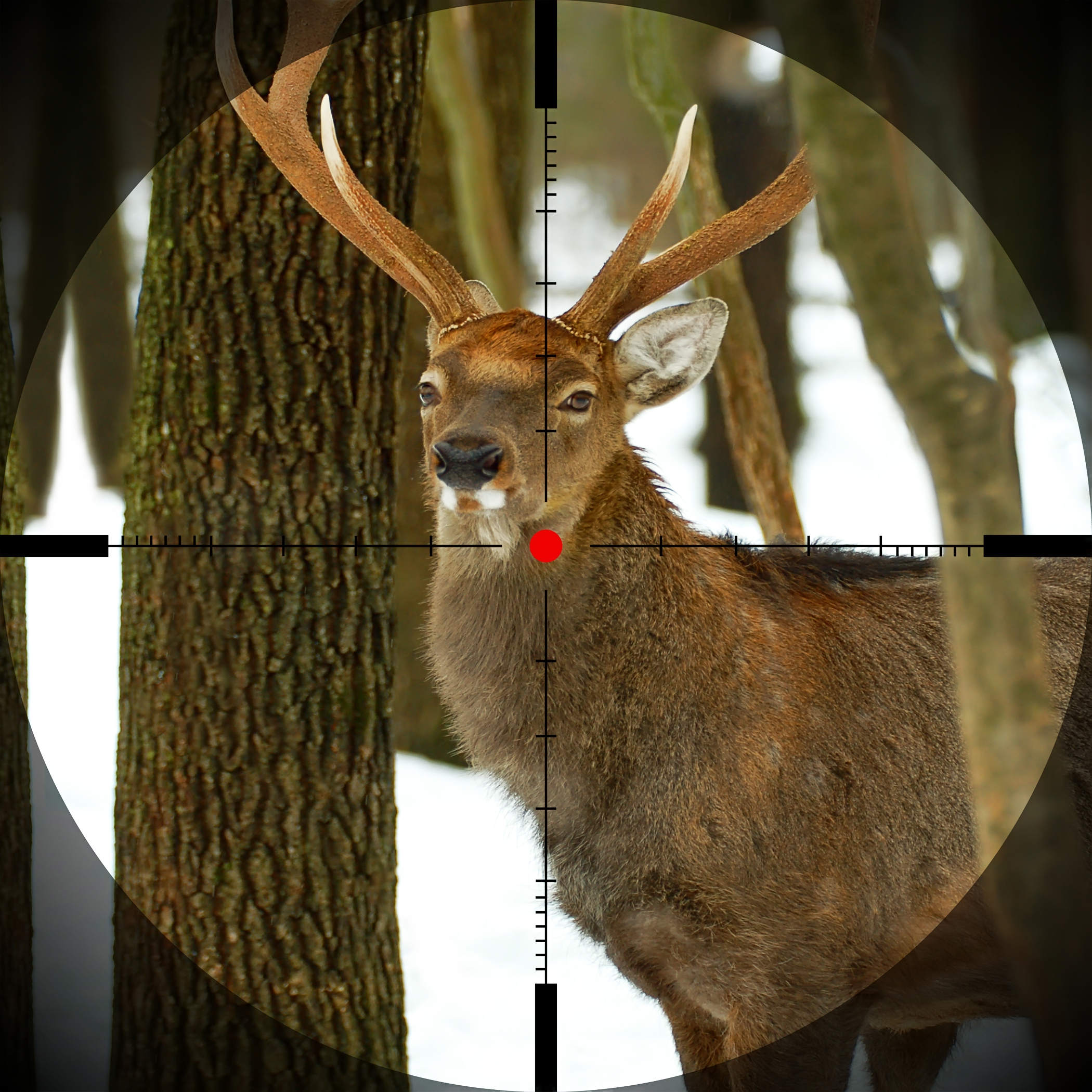 Top 100+ Images looking through a scope at a deer Sharp