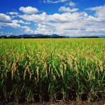 crop-insurance