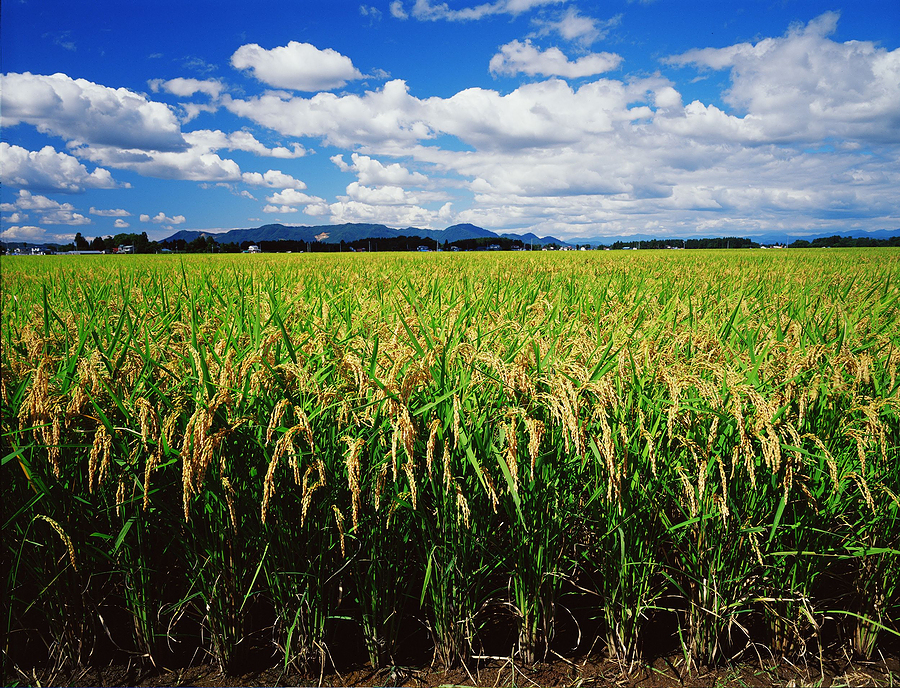 crop insurance
