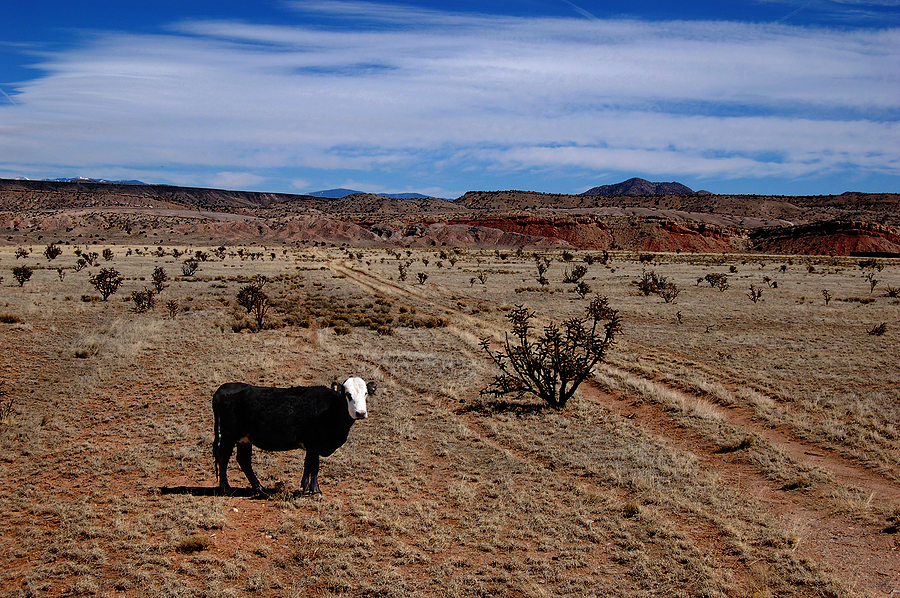 cattle ranch