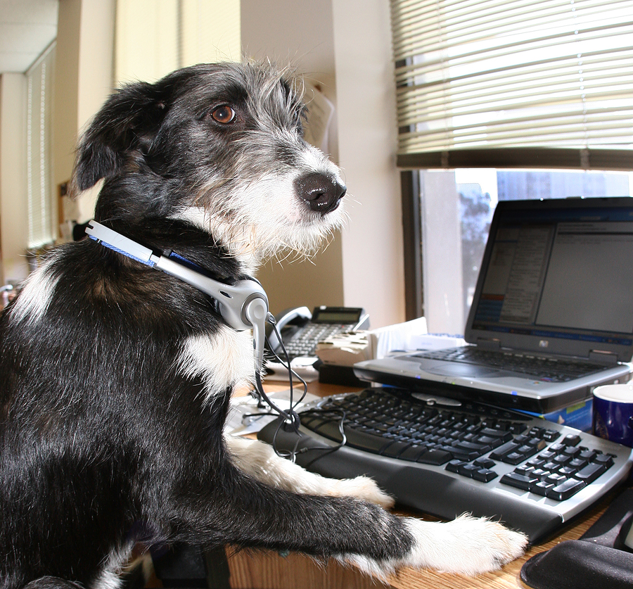 dog at work