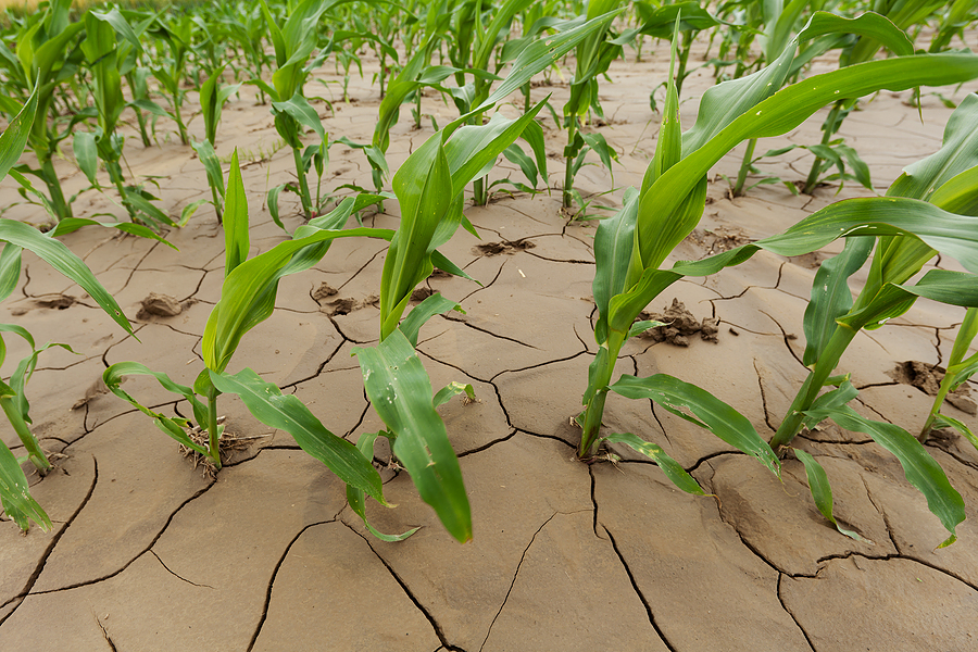 corn crop