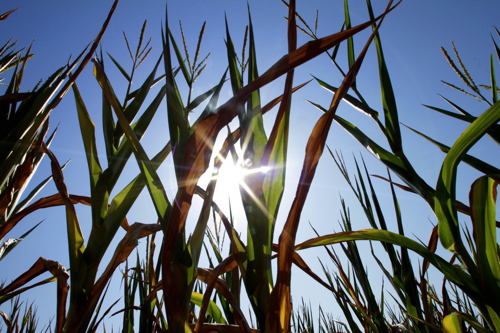 midwest corn drought