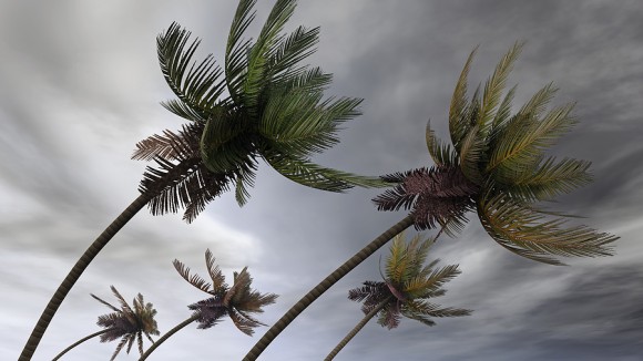 hurricane palms