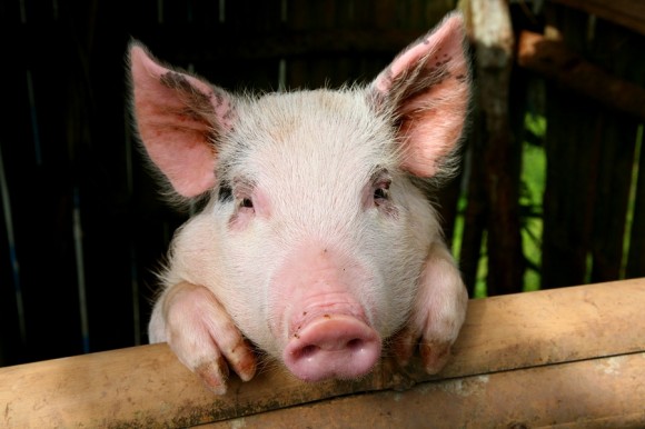 little pig