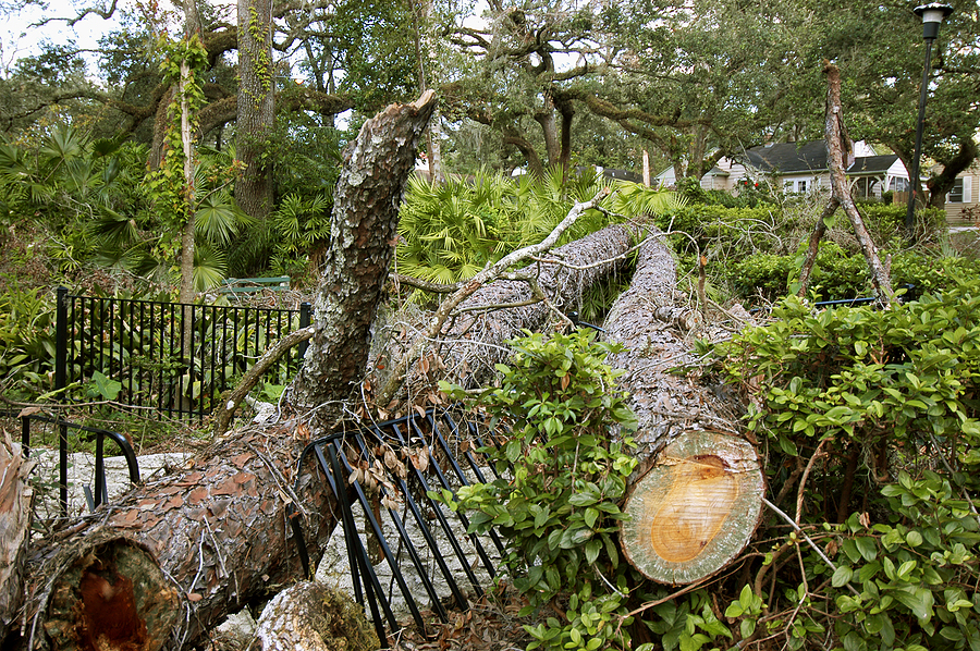 Texas Hurricane Cleanup Audit