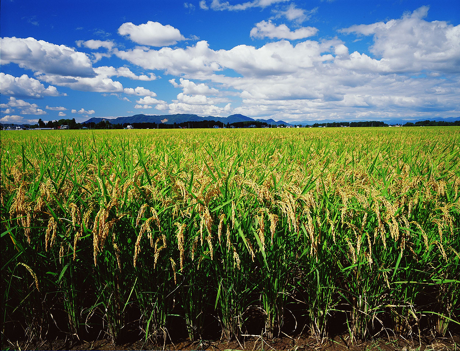 American Financial Group to Acquire Crop Risk Services From AIG for $240M