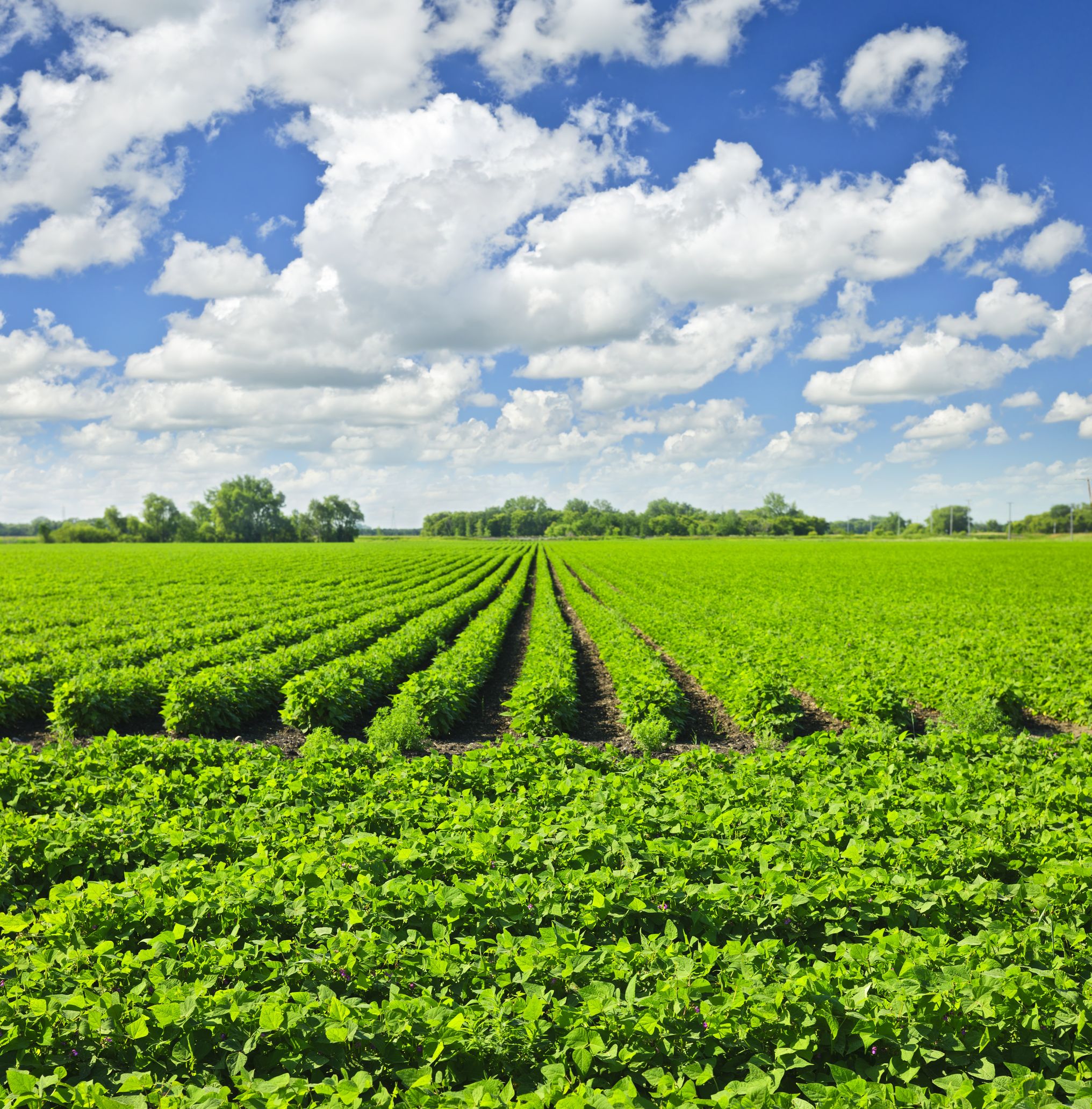 Colorado Farmers Must Pay $6.5M for Defrauding Federal Crop Insurance Programs