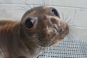 Seal Pup