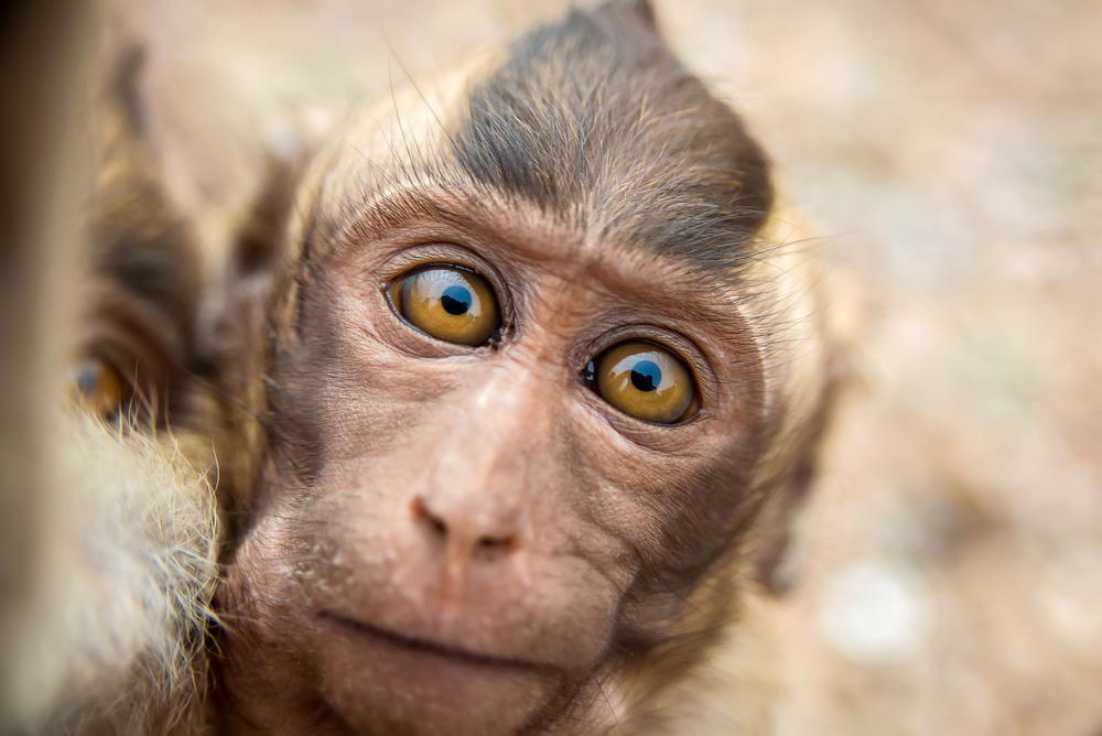 Girl selfie with monkey : r/pics