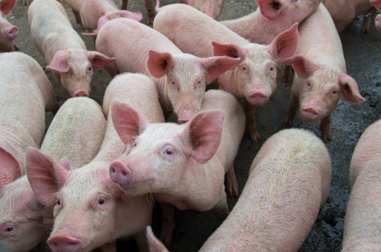 african swine fever research paper philippines