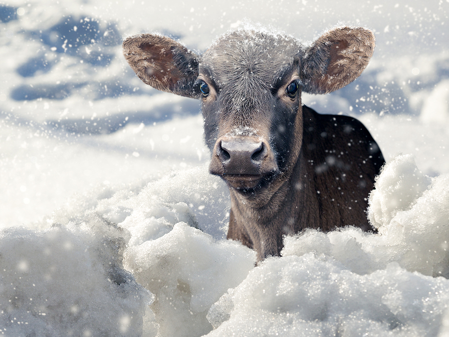 Texas Ranchers Scrambled to Keep Animals Alive in Extreme Cold
