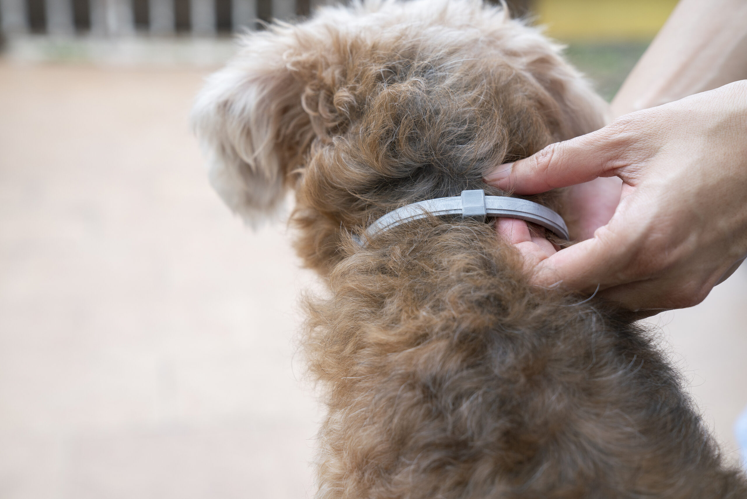 are-flea-collars-safe-for-dogs-to-wear