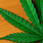 American Investors Get Comfortable with Cannabis