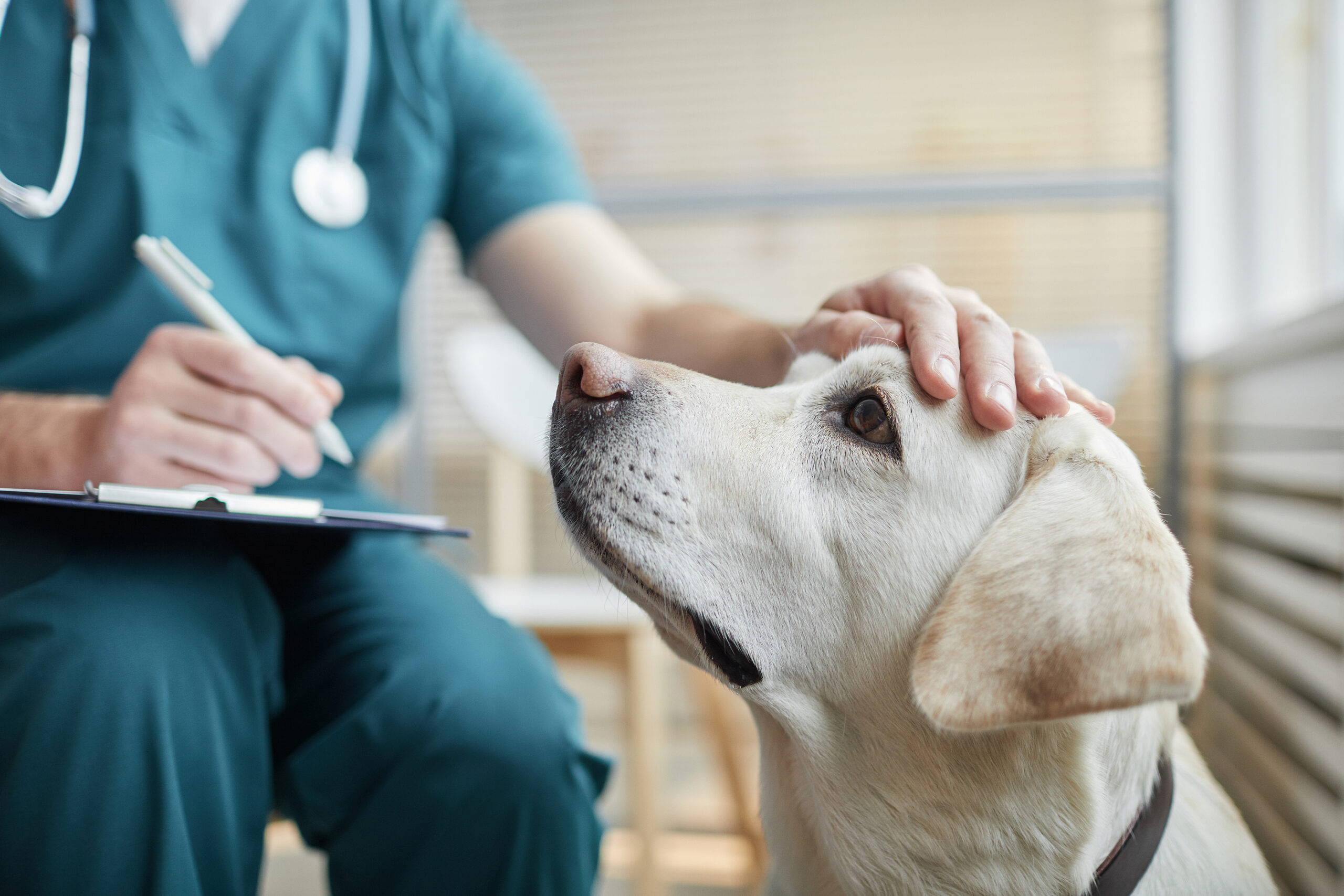 Veterinarian-Turned-Insurance-Pro Sees Practitioners Thriving But Stressed