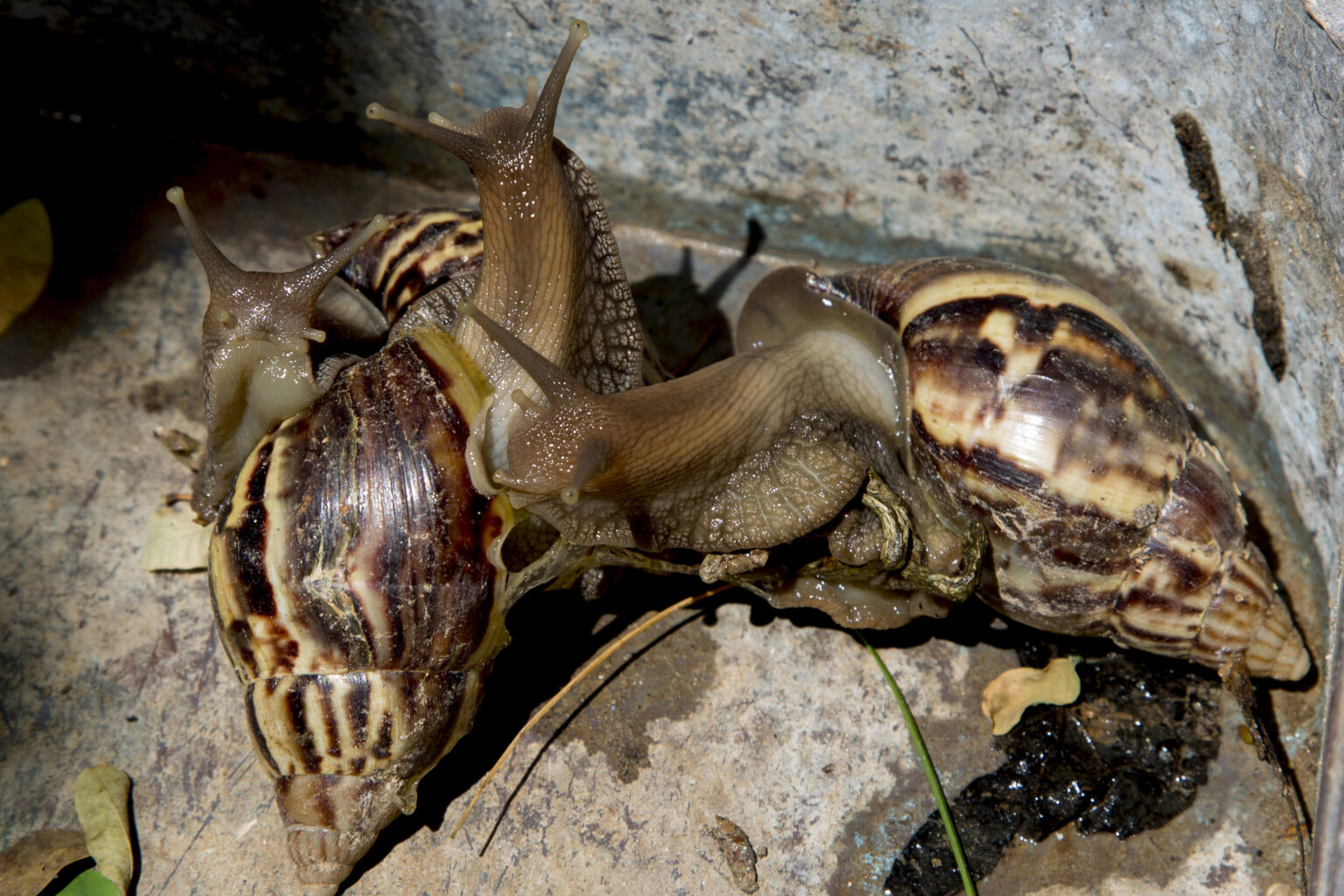 Part of Florida Quarantined Due to StuccoEating Giant African Land Snail