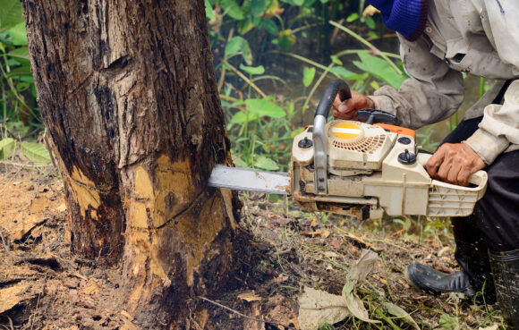 Agent’s Plea That Landscaping Includes Tree Removal Fails