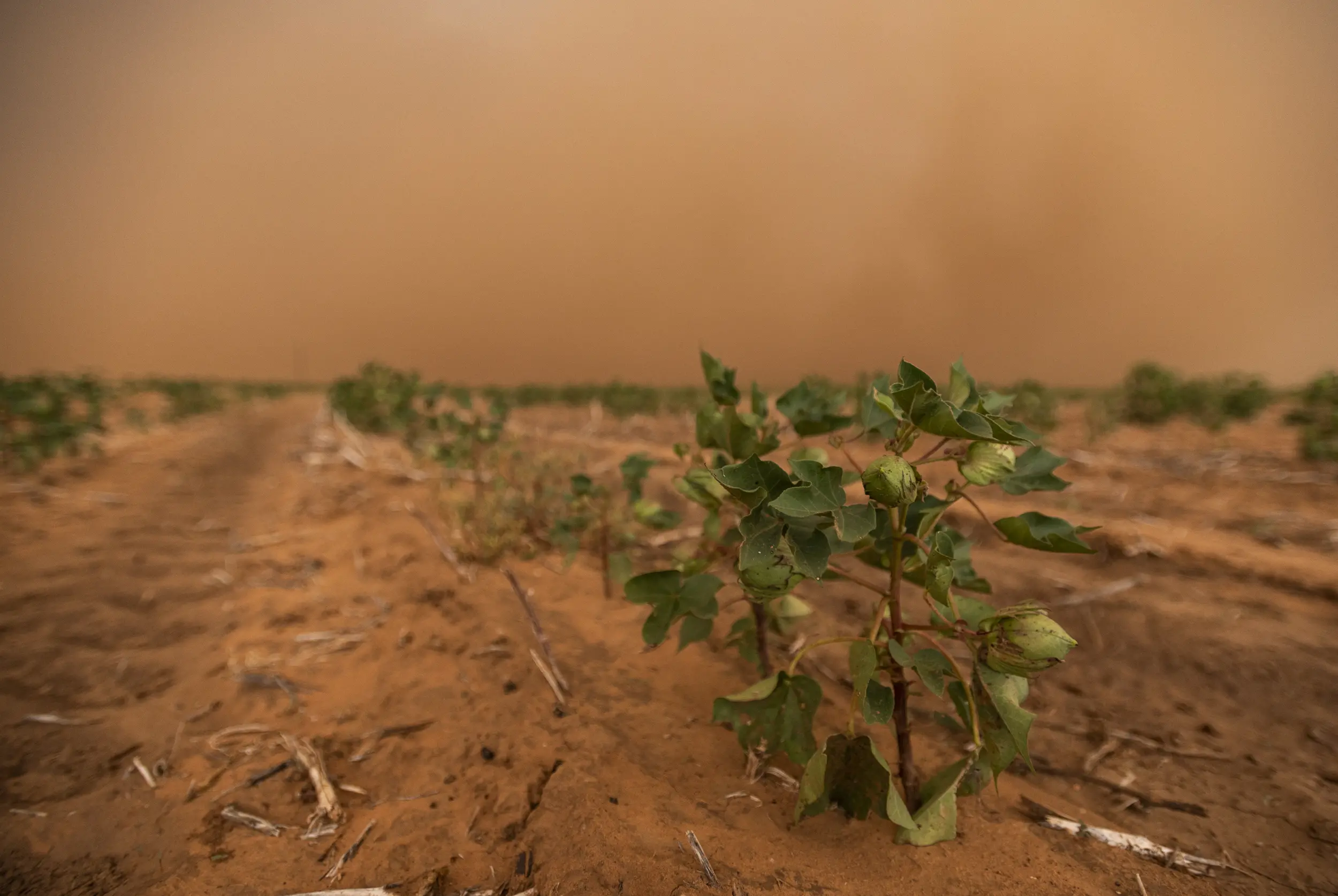 Texas Cotton Farmers Seek Improvements to Crop Insurance
