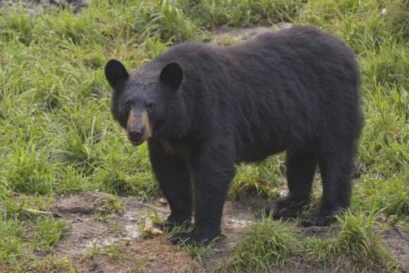 Connecticut Lawmakers Vote to Allow Use of Deadly Force Against Bears