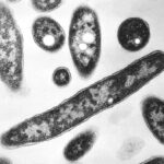 This 1978 electron microscope image made available by the Centers for Disease Control and Prevention shows Legionella pneumophila bacteria which are responsible for causing the pneumonic disease Legionnaires' disease. In a report released Wednesday, Aug. 14, 2019, the National Academies of Sciences, Engineering and Medicine said annual cases of Legionnaires’ jumped more than fivefold from 2000 to 2017, and that as many as 70,000 Americans get the disease every year. High-profile recent outbreaks occurred in Atlanta and Flint, Michigan. (Francis Chandler/CDC via AP)