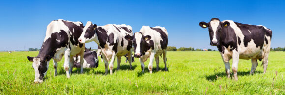 Black and white cows in a grassy field on a bright and sunny day in The Netherlands.