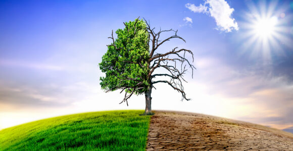 Climate change withered tree and dry earth.