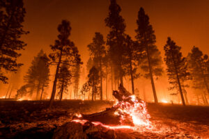 Fallen log burns in California wildfire