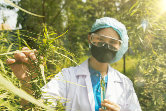 Asian female cannabis science researcher examines cannabis herbs grown in open systems holding test tubes to collect samples while exploring the maturity of cannabis leaves and flowers.