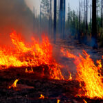 Wildfire. Wildfire in British Columbia. Canada. Forest fire. Forest fire in progress. Fire. Large flames. Maui. Hawaii. Kelowna. Yellowknife. Tenerife. Spain. Candelaria. Spokane. Washington. Canadian