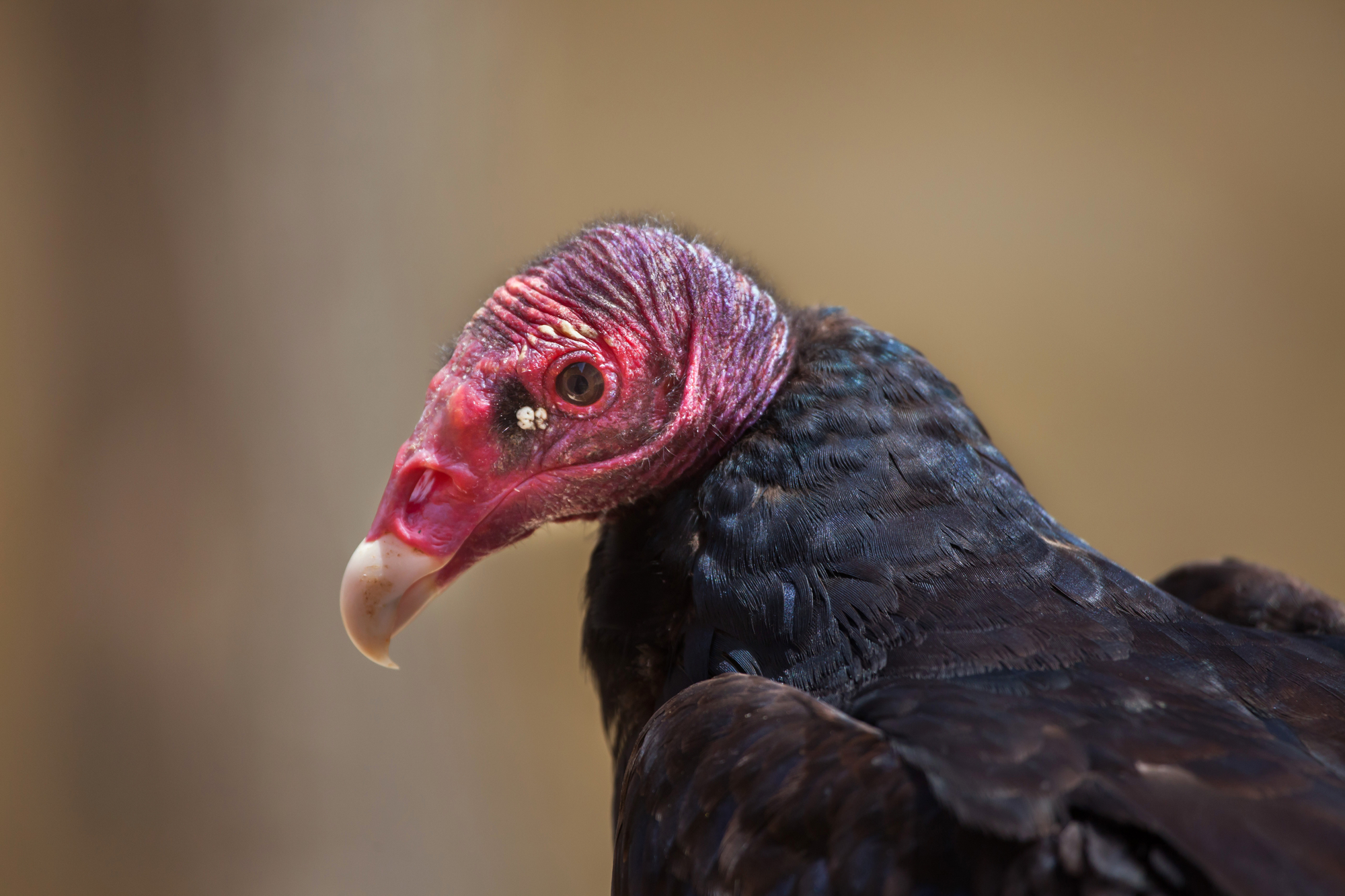 Roof Claim for Damage by Vultures Fails on Ordinary, Not Expert