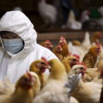 H5N1 bird flu