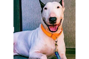 Charges Dropped Against Owner of Dog Found Left Behind in Hurricane Milton