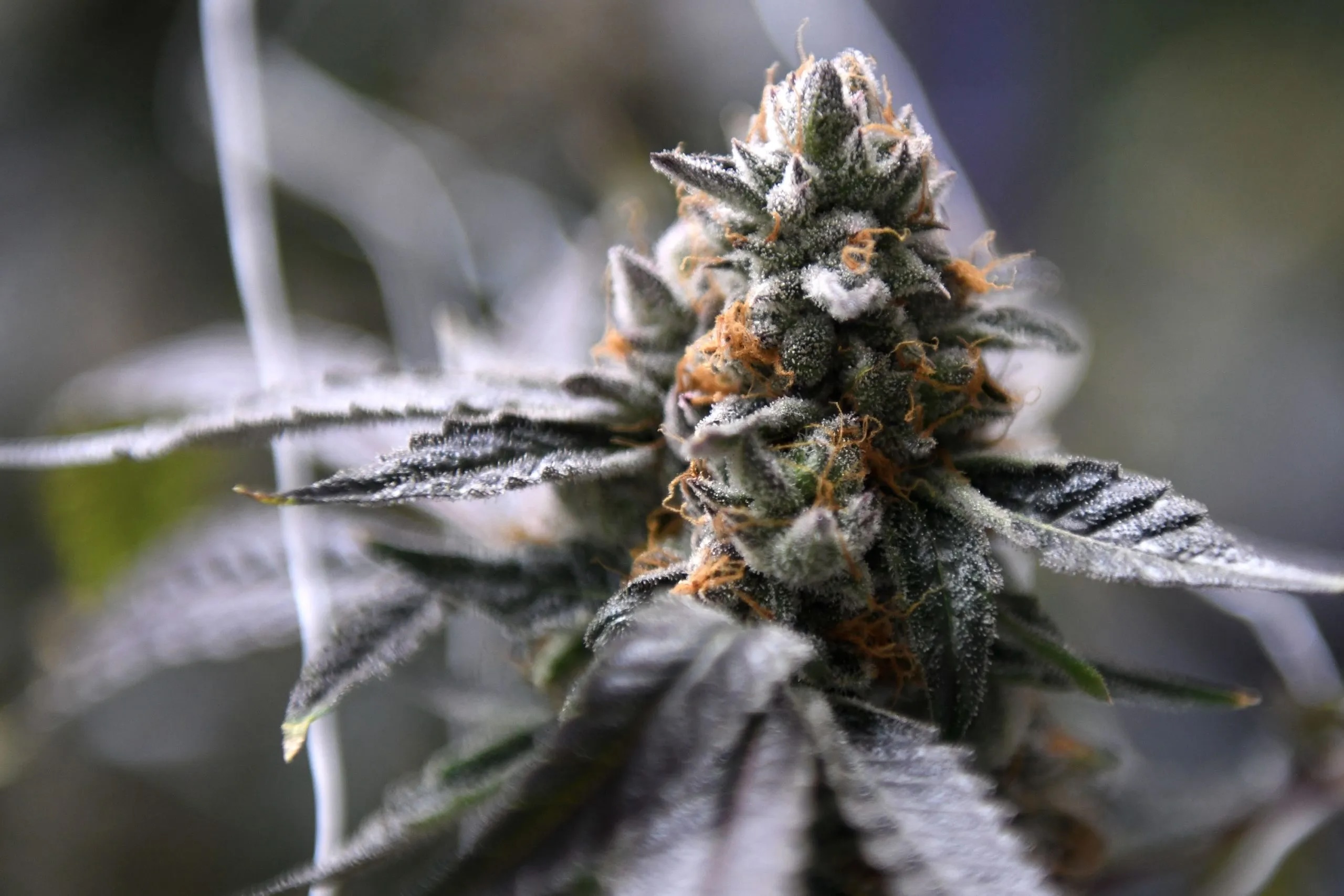 New Regulations for Texas Hemp Industry Approved