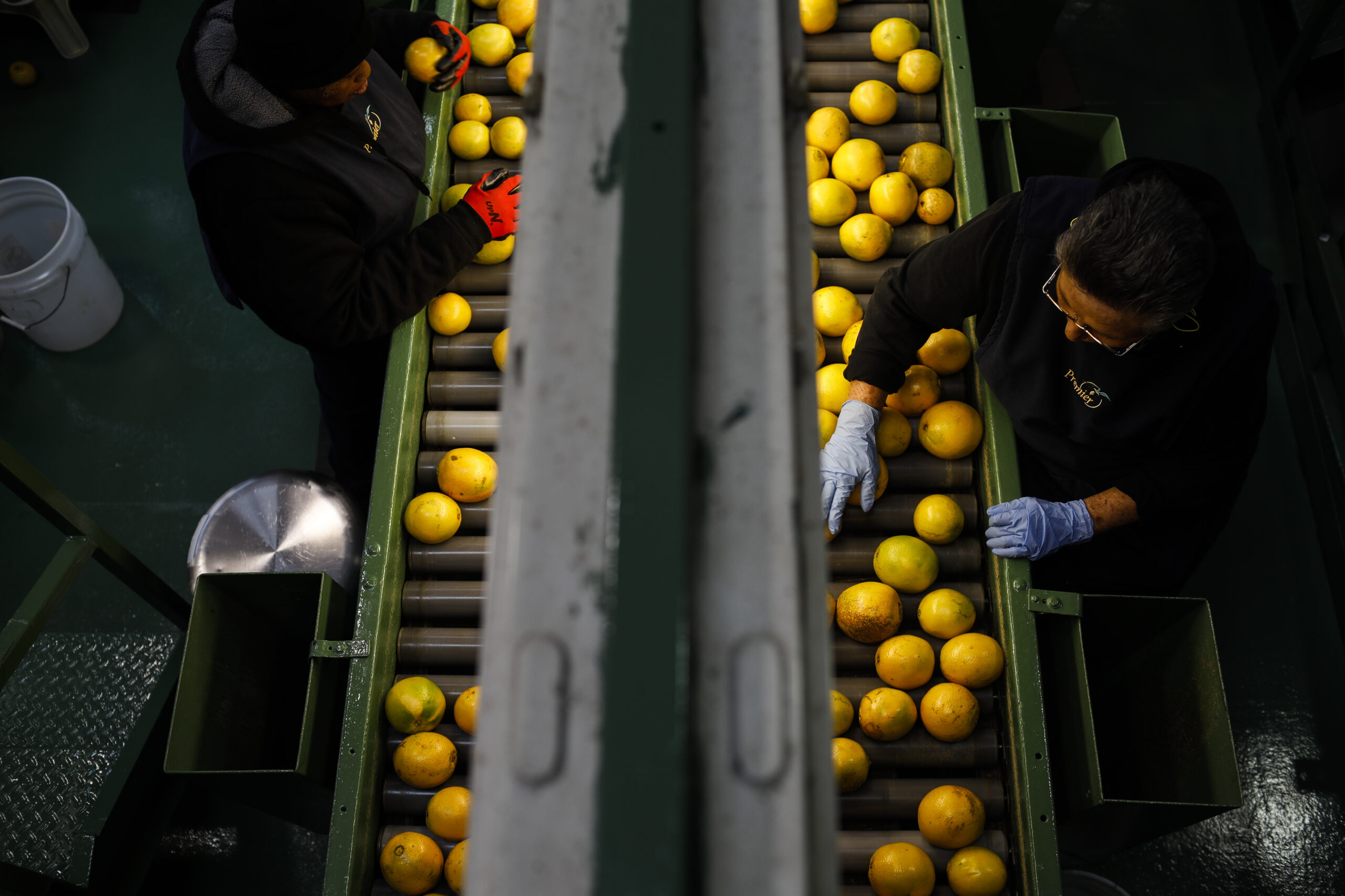 Florida Heads for Smallest Orange Crop in Nearly a Century