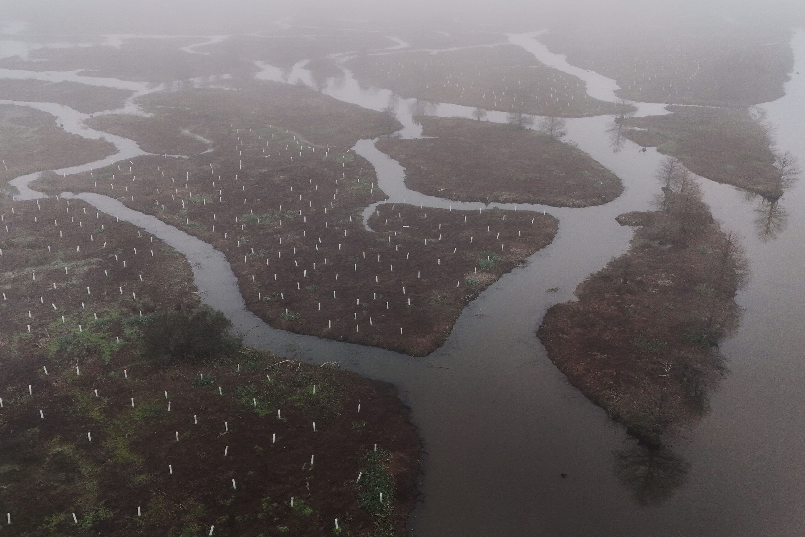 Tree-Planting in Louisiana Wetlands Aims to Rebuild Natural Barriers