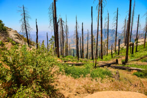 Burned trees stand tall among new green growth in Sequoia National Park California with expansive mountain views and evidence of a recent forest fire near Moro Rock under a clear summer sky.
