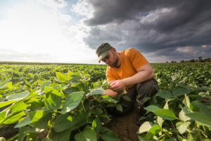 Farmer in soybean fields. Growth, outdoor.