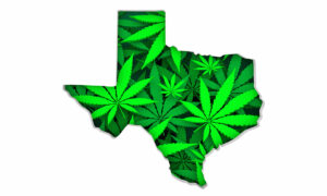 Texas TX Map Marijuana Pot Leaves State Law CBD THC Pot Cannabis 3d Illustration