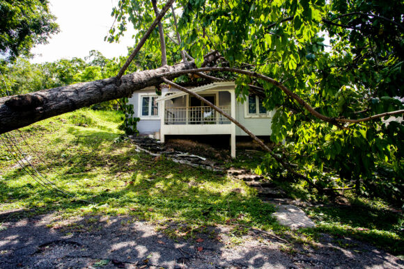 falling tree after hard storm on damage house