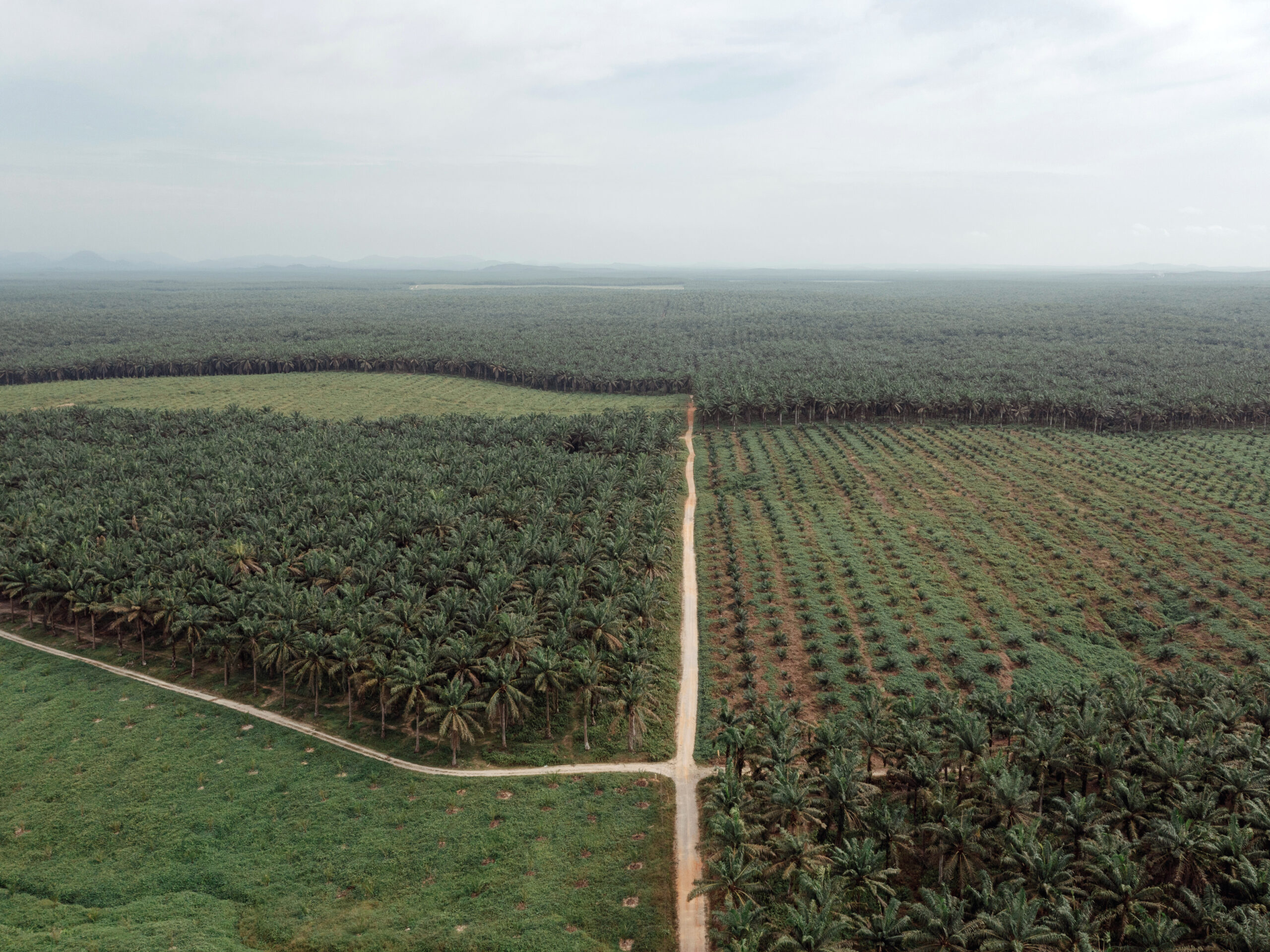 El Niño, War Raise Asia’s Food Security Risks, Verisk Maplecroft Says