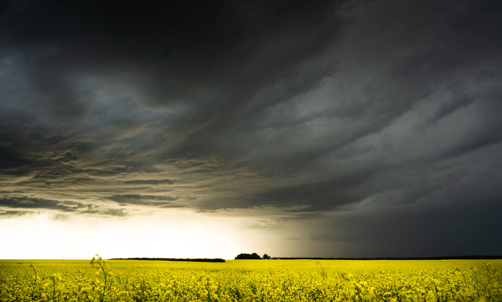 Punta Gorda Man Pleads Guilty to Federal Crop Insurance Fraud