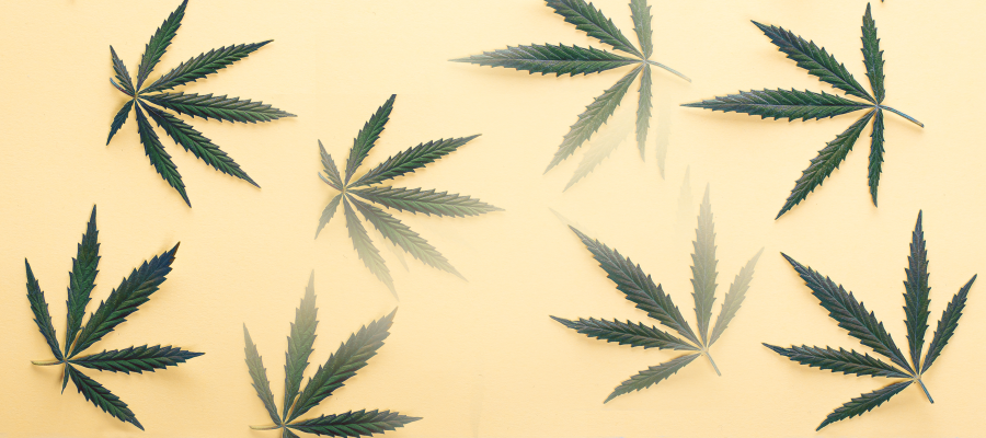Attaining Compliance in the Cannabis Universe