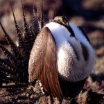 The sage grouse in Nevada is being threatened by Nevada wildfires, and that in turn could threaten some Nevada businesses.