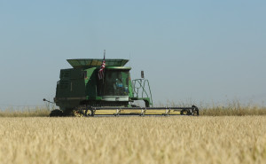 A rice harvester works a field belonging to rice farmer Mike DeWitt near Davis, Calif. DeWitt is among the Sacramento Valley farmers who planted 25 percent less rice than normal because of water cutbacks. (AP Photo/Rich Pedroncelli)